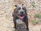 Adopt Laila a American Pit Bull Terrier / Mixed dog in Lansing, KS (41349344)