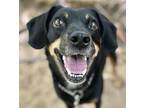 Adopt Rambo a Brown/Chocolate - with Black Miniature Pinscher / Mixed dog in