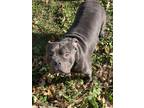 Adopt Hulk a Gray/Blue/Silver/Salt & Pepper American Pit Bull Terrier / Mixed