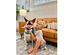 Adopt Bruce Buzz Waller a White American Staffordshire Terrier dog in Provo