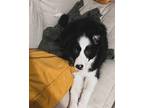Adopt Guoli a Black - with White Bearded Collie / Mixed dog in San Jose