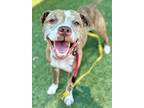 Adopt Princess Peach a Brindle American Pit Bull Terrier / Mixed Breed (Medium)
