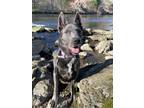 Adopt Sage a German Shepherd Dog / Mixed dog in Barrington, RI (41271282)