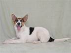 Adopt ZANDER a White Akita / Mixed dog in Oroville, CA (40860325)