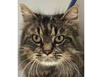 Adopt Montana a Brown Tabby Domestic Mediumhair (medium coat) cat in Huntley