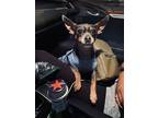 Adopt Blueberry a Brown/Chocolate - with White Miniature Pinscher / Mixed dog in