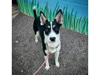 Adopt Mulligan a Black Collie / Mixed Breed (Medium) / Mixed (short coat) dog in