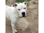 Adopt Guillermo a White Carolina Dog / Mixed Breed (Medium) / Mixed (short coat)
