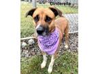 Adopt Cinderella a Brown/Chocolate German Shepherd Dog dog in Maryville