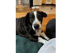 Adopt Reading a Black - with White Corgi / Terrier (Unknown Type