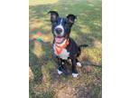 Adopt Grant a Terrier (Unknown Type, Small) / Mixed dog in Darlington