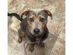 Adopt Grouper a Terrier (Unknown Type, Small) / Mixed dog in Darlington