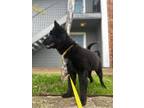 Adopt Osa a Black Chow Chow / Mixed dog in Irving, TX (41348932)