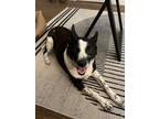 Adopt Renton a Black - with White Corgi / Terrier (Unknown Type