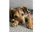 Adopt Bandit - Darling Scruffy Pup a Mixed Breed (Medium) / Mixed dog in