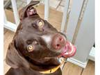 Adopt Duke (Daisy's Puppies) a Brown/Chocolate Labrador Retriever / Catahoula