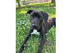 Adopt Tank a Black American Pit Bull Terrier / Mixed Breed (Medium) / Mixed