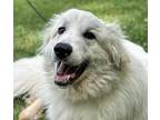 Adopt Macks a White Great Pyrenees / Mixed dog in CUMMING, GA (40924707)
