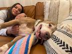 Adopt Beth Marie the House Hippo a Tan/Yellow/Fawn - with Black Pit Bull Terrier