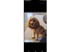Adopt Roki a Red/Golden/Orange/Chestnut Cocker Spaniel / Mixed dog in London
