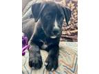 Adopt Cillian - Permanent Foster - Prudence Puppy a Black - with White Boxer /