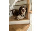 Adopt Calvin a Tricolor (Tan/Brown & Black & White) Dachshund / Mixed dog in