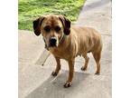 Adopt Dixie a Tan/Yellow/Fawn Labrador Retriever / German Shepherd Dog / Mixed