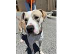 Adopt IOWA a Tan/Yellow/Fawn American Pit Bull Terrier / Mixed Breed (Medium) /