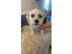 Adopt Nikki a White - with Brown or Chocolate Shih Tzu / Bichon Frise / Mixed