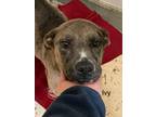 Adopt Ivy a Merle Catahoula Leopard Dog / Mixed Breed (Medium) / Mixed (short