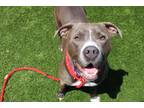 Adopt Guapo a Merle Mixed Breed (Small) / Mixed Breed (Medium) / Mixed (short