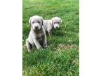 Adopt Blue & Piper a Gray/Blue/Silver/Salt & Pepper Labrador Retriever /