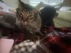 Adopt Toby a Gray or Blue (Mostly) Tabby / Mixed (long coat) cat in Dalton