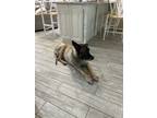 Adopt Sargent a Brown/Chocolate - with Black Komondor / Belgian Malinois / Mixed