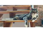 Adopt Murphy a Brown Tabby Domestic Mediumhair / Mixed (short coat) cat in