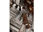 Adopt icing and brownie a Black - with White Boxer / Mixed dog in Lafayette