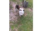 Adopt FEFE TRAPP a Brindle - with White American Pit Bull Terrier / American Pit