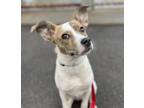 Adopt Ribbon a Terrier (Unknown Type, Medium) / Pit Bull Terrier dog in