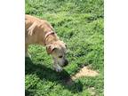 Adopt Phoenix a Tan/Yellow/Fawn Pit Bull Terrier / Labrador Retriever / Mixed