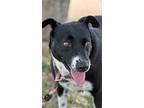 Adopt Emma a Black - with White Corgi / Border Collie dog in New York