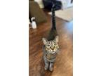 Adopt Primrose (24-073 C) a Gray, Blue or Silver Tabby Domestic Shorthair /
