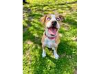 Adopt Molly a Red/Golden/Orange/Chestnut - with White Catahoula Leopard Dog /