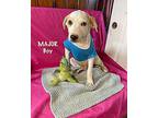 Adopt Major KA a White - with Red, Golden, Orange or Chestnut Australian Cattle