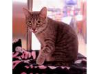 Adopt Lola a Gray, Blue or Silver Tabby Domestic Shorthair / Mixed cat in Salem