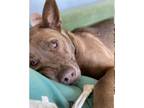Adopt German a Brindle Mixed Breed (Small) / Mixed Breed (Medium) / Mixed (short