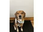 Adopt Laszlo a Black - with Brown, Red, Golden, Orange or Chestnut Beagle /