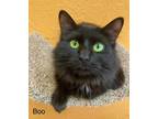Adopt Boo 2 a All Black Domestic Shorthair / Mixed cat in St.