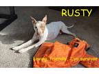 Adopt RUSTY a Red/Golden/Orange/Chestnut - with White Pit Bull Terrier /