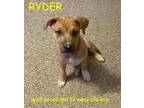 Adopt RYDER a Tan/Yellow/Fawn - with White Australian Kelpie / Boxer / Mixed dog