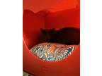Adopt Toni a Gray or Blue Domestic Shorthair / Mixed Breed (Medium) / Mixed